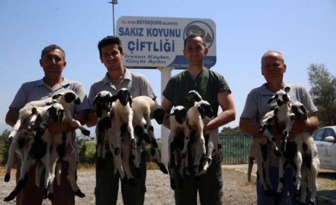 Aydın Büyükşehir Belediyesi’nin hayvancılık projesi her geçen gün büyüyor