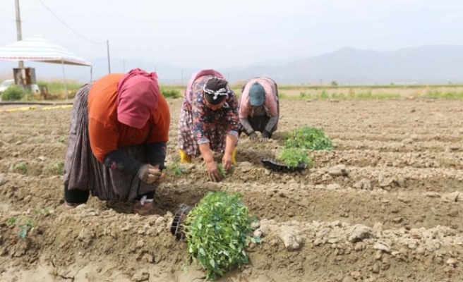 Efeler Belediyesi’nin Tarım Ürünleri Çeşitleniyor