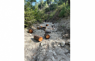 Ormandan izinsiz 11 adet ağaç kesen şahıs yakalandı