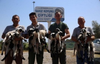 Aydın Büyükşehir Belediyesi’nin hayvancılık projesi her geçen gün büyüyor
