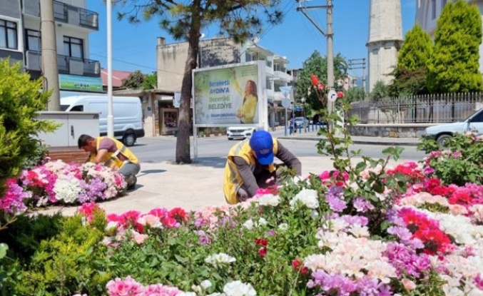 Aydın Büyükşehir Belediyesi Söke’de Yaza Hazırlık Çalışması Yapıyor