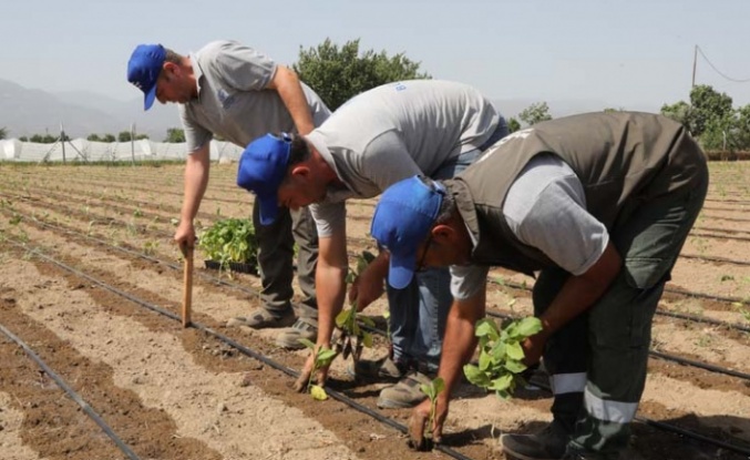 Aydın Büyükşehir Belediyesi Gelecek Yılın Tohumlarını Yetiştiriyor