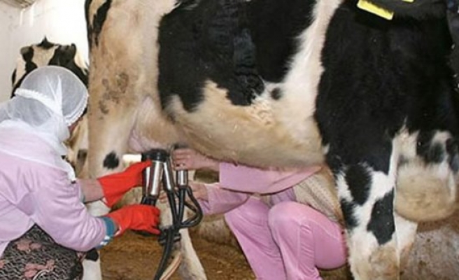 Ticari süt işletmelerince Kasım ayında 676 bin 704 ton inek sütü toplandı