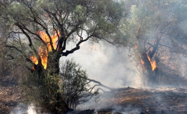 Aydın ve Muğla'da bu yıl 865 hektar alan yandı