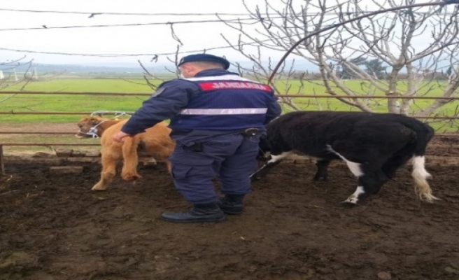 Kaybolan hayvanları, Jandarma 35 kilometre uzaklıkta buldu