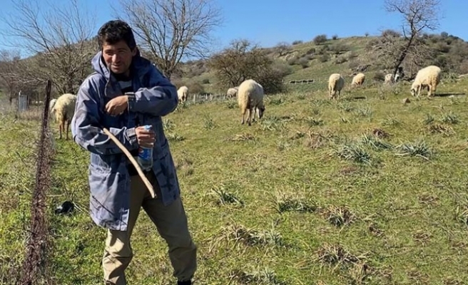Koyun güderek Çine’de 1000 dönüm arazi satın aldı