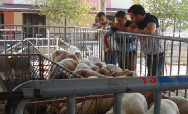 Çine Hayvan Pazarı Durgun