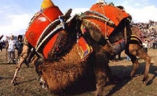 Deve güreşi Festivali’nde bedava deve eti