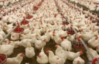 Tavuk Yumurtası Üretimi 1,4 Milyar Adet Olarak Gerçekleşti