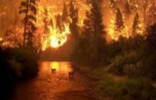 “Yangınlar, dağlarımızı kel, ovalarımızı...