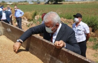 Başkan Atay’dan Karakılçık Buğdayı Hasadı
