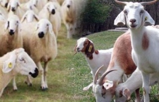 Koyun-keçi destek ödemeleri başladı