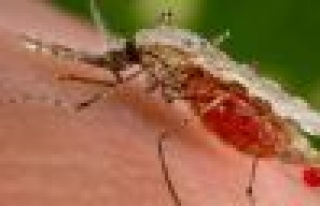 Sivrisinekler en çok hamileleri ısırıyor